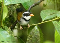 Orange-billed Sparrow - Arremon aurantiirostris