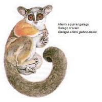 Allen's squirrel galago