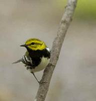 Black-throated Green Warbler