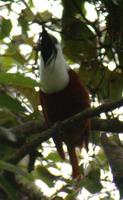 Three-wattled Bellbird