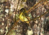 Yellowish Flycatcher  