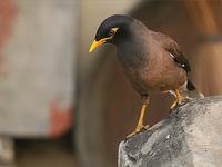 Common Myna (Acridotheres tristis), Karnal (India).