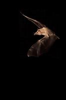 Mexican Long-tongued Bat ( Choeronycteris mexicana ) Amado , Arizona , United States stock photo