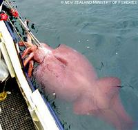 Colossal Squid - Mesonychoteuthis hamiltoni