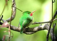 Jamaican Tody