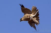 berberfalk / barbary falcon (Falco pelegrinoides)