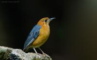 Orange-headed Thrush