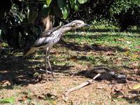 Bush Stone-curlews