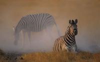 Burchell's Zebra, Equus burchelli, Dustbathing, Etosha  National Park, South Africa (25841)