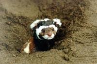 Marbled Polecat (Vormela peregusna) peeking out of his burrow