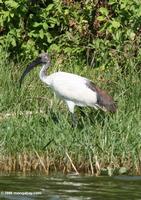 Sacred ibis (Threskiornis aethiopicus)