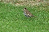 Turdus philomelos