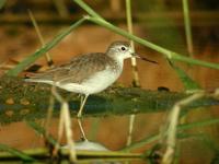 Marsh Sandpiper (Tringa stagnatilis)