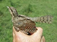 Wryneck (Jynx torquilla)