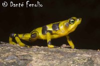 : Atelopus zeteki