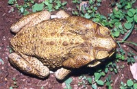 : Bufo cerradensis