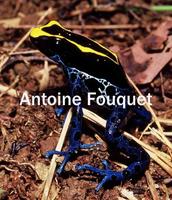 : Dendrobates tinctorius; Dyeing Poison Frog