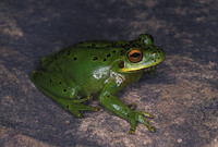 : Dendropsophus labialis