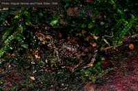 : Gephyromantis rivicola