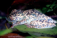 : Hypsiboas rufitelus