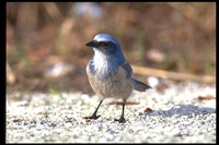 : Aphelocoma coerulescens; Florida Scrubjay