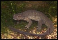 : Ranodon sibiricus; Semirechensk Salamander
