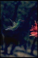 : Cylanthus latirostris; Broad-billed Hummingbird