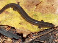 : Stereochilus marginatus; Many-lined Salamander