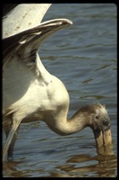 : Mycteria americana; Wood Stork