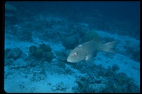 : Plectropomus leopardus; Leopard Coralgrouper