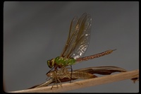 : Anax junius; Green Darner