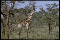 : Giraffa camelopardalis giraffa; Southern Giraffe