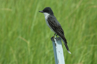 : Tyrannus tyrannus; Eastern Kingbird