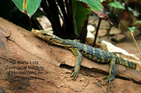 : Varanus salvator cumingi; Water Monitor