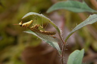 : Mantispa styriaca