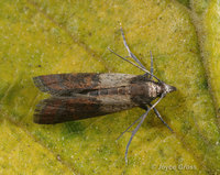 : Plodia interpunctella; Indian Meal Moth