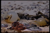 : Velella velella; By-the-wind Sailor