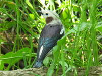 Sturnus philippensis Violet-backed Starling コムクドリ♂