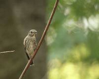 제비딱새 [gray-spotted flycatcher]