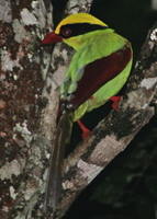 Green Magpie by Adrian O'Neill