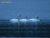 Fig. 01 큰고니 Whooper Swan