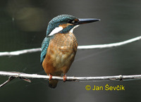 Photo of ledňáček říční, Alcedo atthis, Kingfisher, Eisvogel