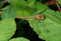 Stor Hedelibel (Sympetrum striolatum ) Foto/billede af