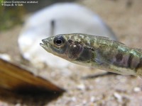 Trepigget hundestejle (Gasterosteus aculeatus) Foto/billede af