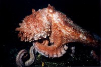 Giant Pacific Octopus