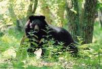 ***Гималайский медведь - Ursus thibetanus G.Cureier, 1823 - Asiatic Black Bear.