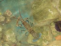 Homarus gammarus - European Lobster