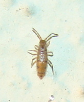 Willowsia nigromaculata