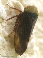 Pediopsis tiliae