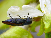 Anthaxia candens